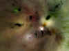 nebula02.jpg (26486 bytes)